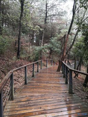 踏春舜過山森林公園三春芳草綠採青舜過山