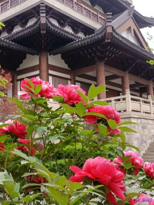唯有牡丹真国色开花时节动京城第十二届常州牡丹花展国色天香景色美