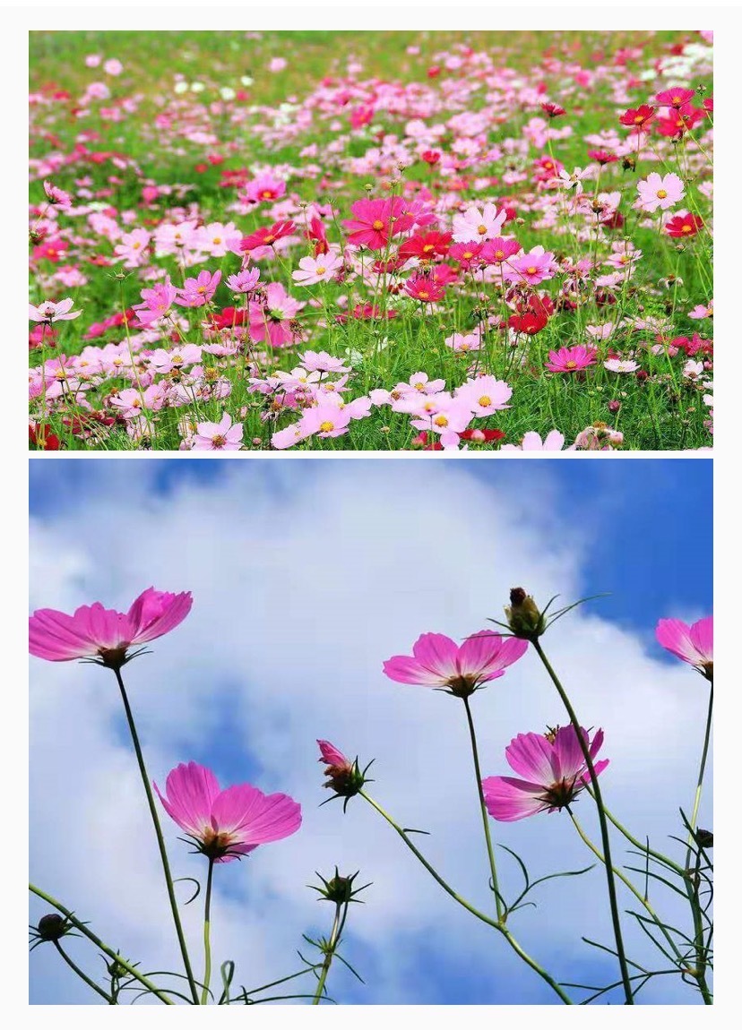 【龙潭花谷】景区来袭!周末节假日带娃游玩好去处