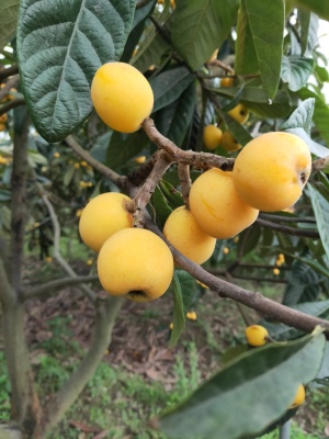 东山白沙枇杷金坛岸头采摘园开园了o(∩_∩)o哈哈