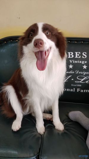 咖啡色边境牧羊犬于1月12号上午10过后在天宁区世纪华城小区门口走失