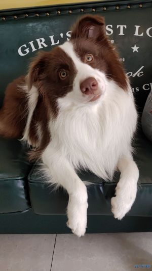 咖啡色边境牧羊犬于1月12号上午10过后在天宁区世纪华城小区门口走失