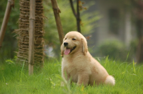 跟松狮一样松的金毛