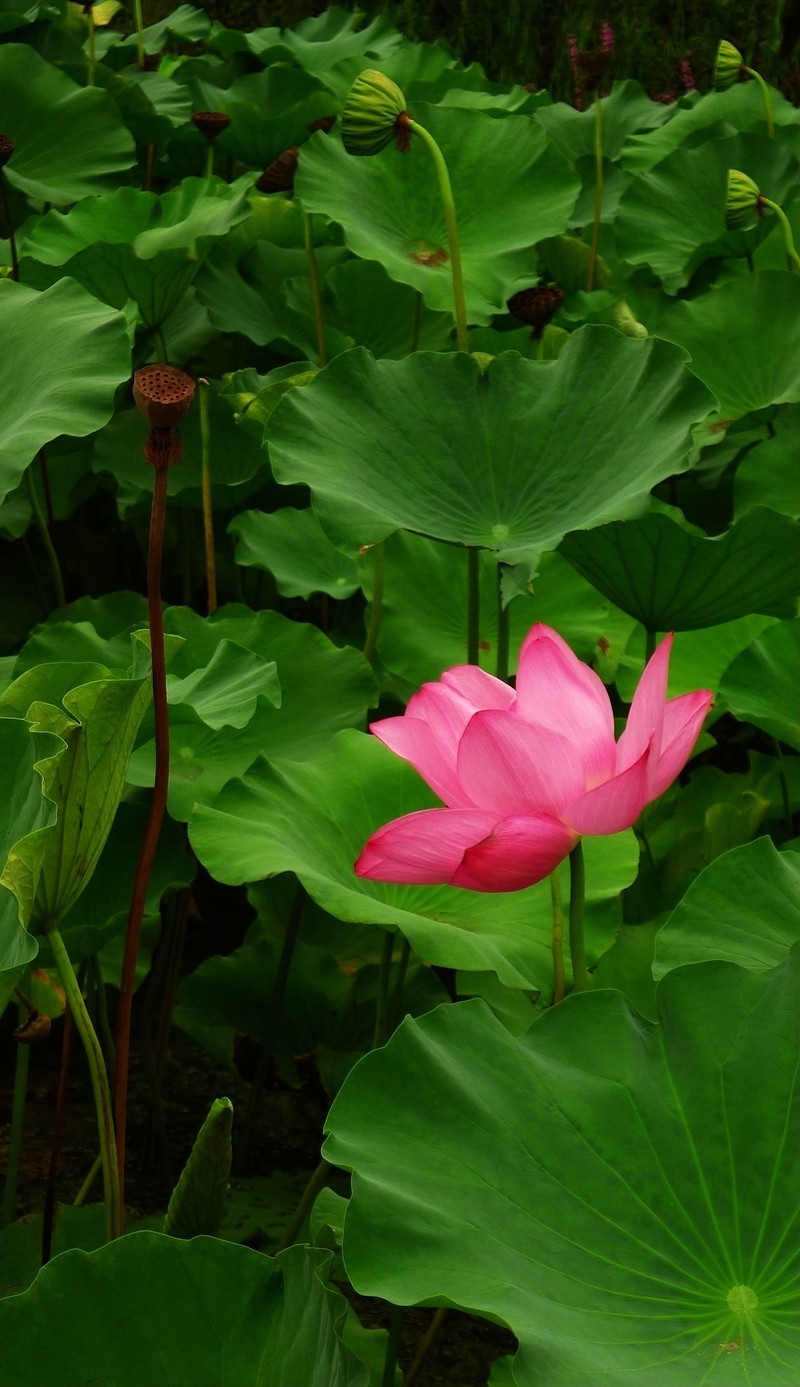 荷园随拍20110801 >>