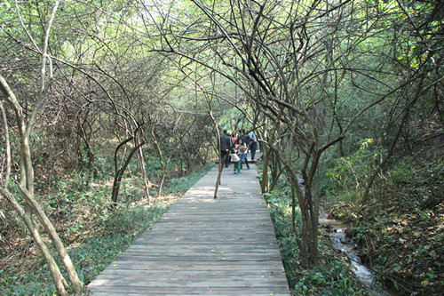 小中見大處 品秋賞葉時——天目湖龍興島