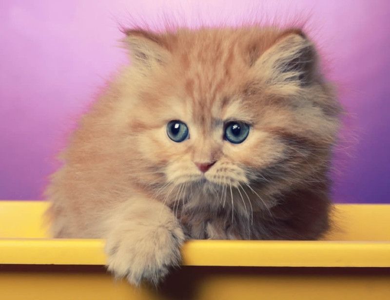 猫的英语怎样写 292794_9e69135458643139c71061bfb302e.jpg