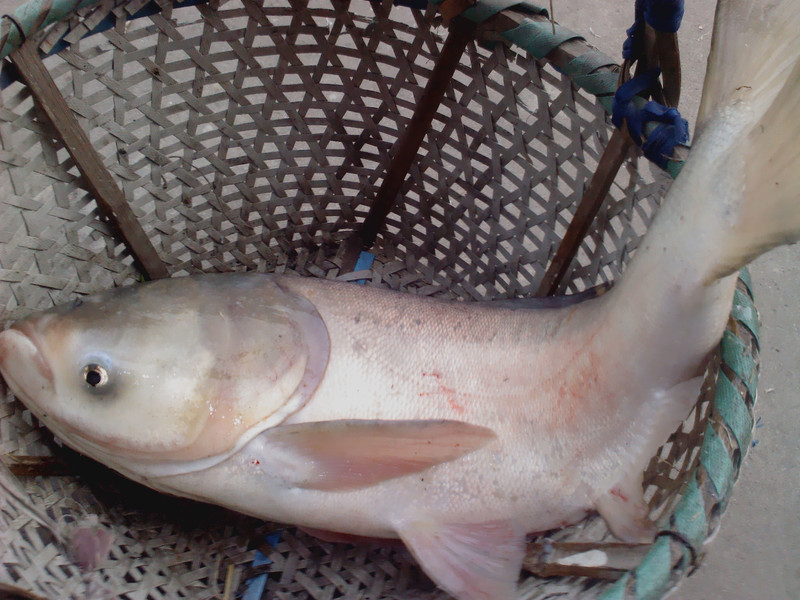 抓到好大的一条白鲢哦!给香油们瞧瞧!嘿嘿,有十几斤的!