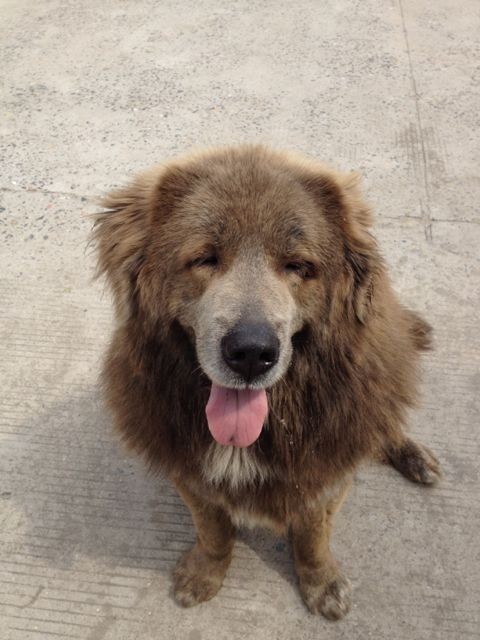 急寻家养棕色藏獒,万分着急,忘知情人提供线索,必重谢!