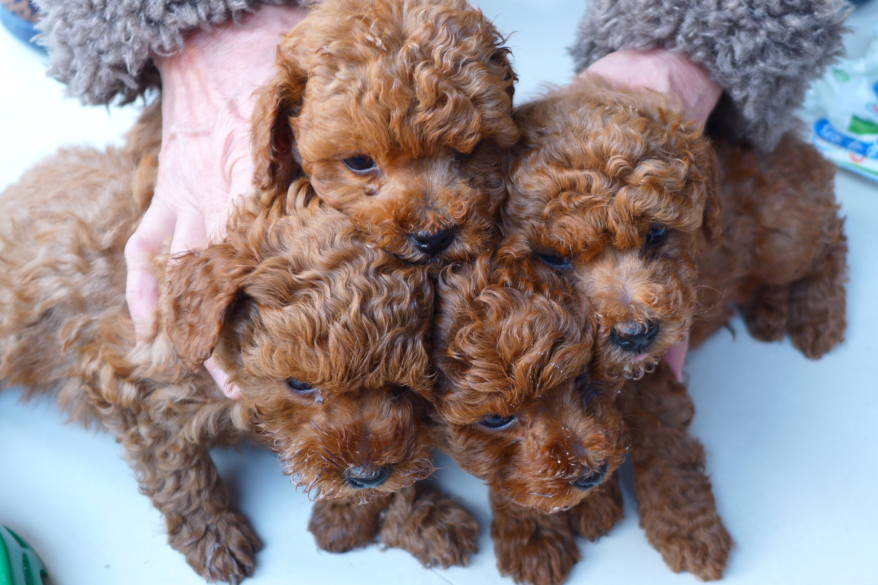 一个半月纯种贵宾红棕色幼犬要换新妈妈啦