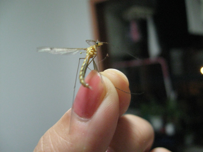 昨晚徒手抓了只背着钢铁侠面具的超级大蚊子,顺手给它办了个火葬