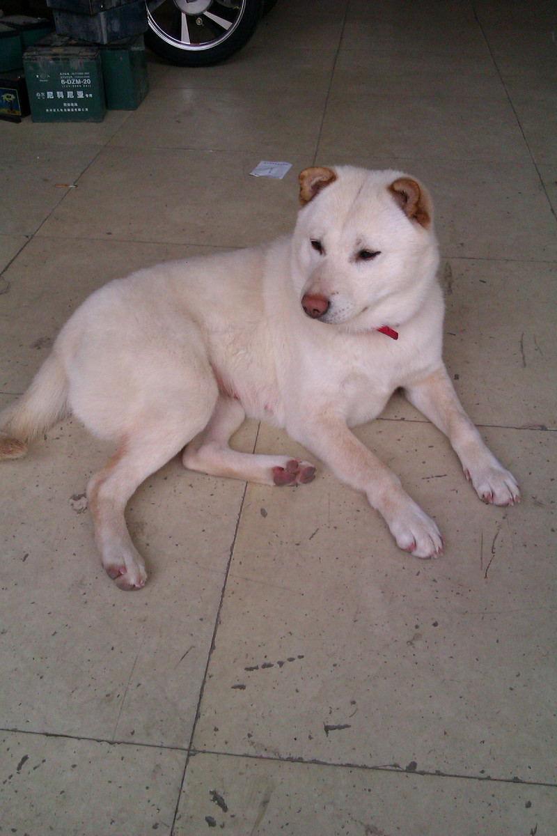 请删帖《湖塘新城南都附近小草狗免费领养啦!》