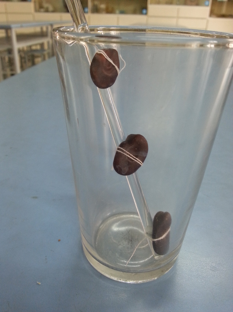 托水等实验,还有个实验也非常有趣,那就是种子发芽实验