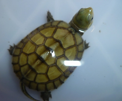 出售自家繁殖黄喉黄缘头苗(可团购)