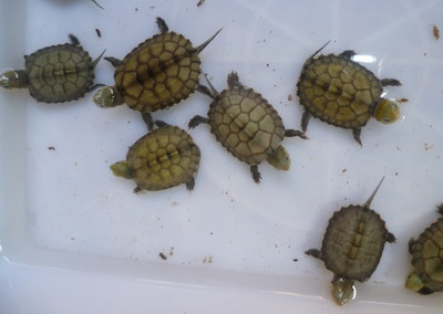 出售自家繁殖黄喉黄缘头苗(可团购)