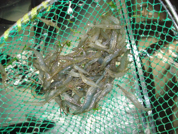 达赉湖虾图片