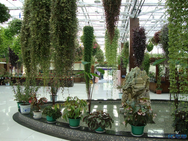 常州花鸟园0202 一个美食和旅游休闲的好地方