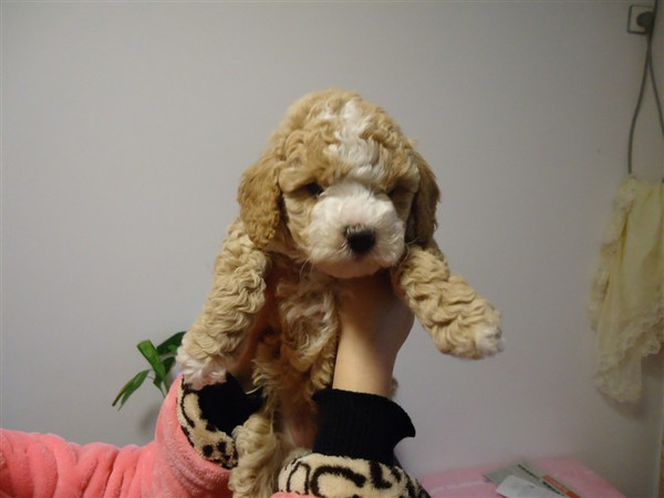 转让两只花的 小泰迪.两只都是母的.是家养的