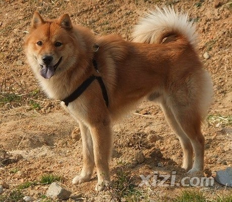 本人诚心求购公的黄色草松狮幼犬,希望有幼犬的人能与我联系.