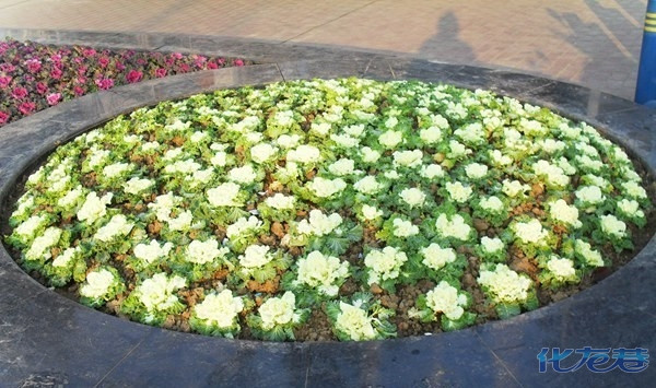 真的吃不得!兰园门口花坛里的羽衣甘蓝长得像包菜,有人偷回家尝鲜