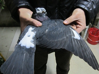 出售几只小的秀鸽