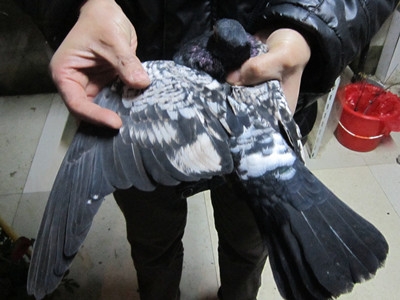 出售几只小的秀鸽