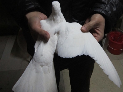 出售几只小的秀鸽