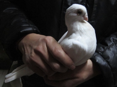 出售几只小的秀鸽