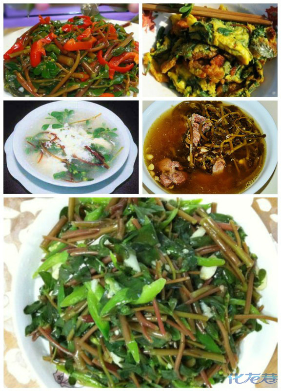 马齿苋的几种做法!春夏季节,马齿苋茁壮成长,茎叶最为繁茂!