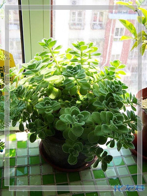 九层塔,ms是小叶罗勒