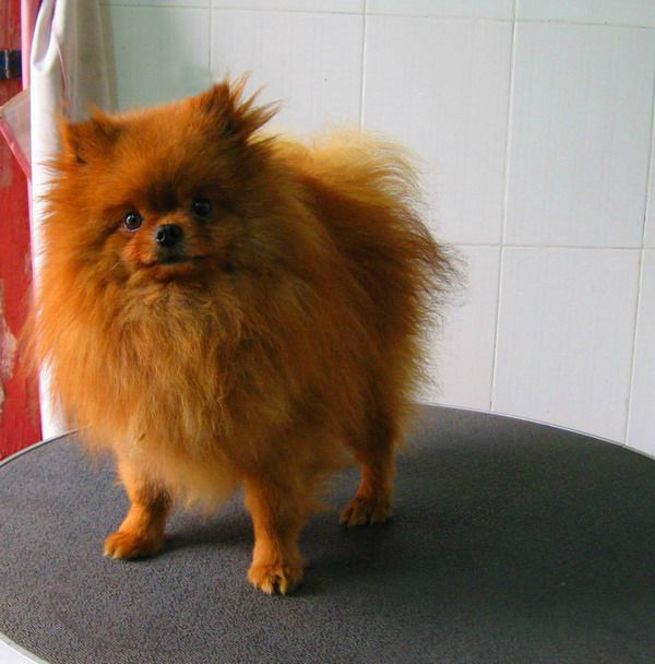 家养 茶杯体火红色博美mm 8个月(未生育)