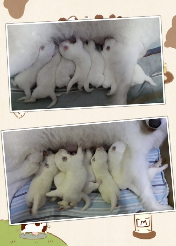 【喜大普奔】家有一窝刚出生的萨摩耶,寻找新主人,喜欢的朋友来看看