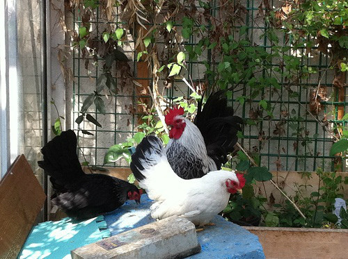 出泰国黑银观赏鸡和白桂观赏鸡,及七彩和白矮