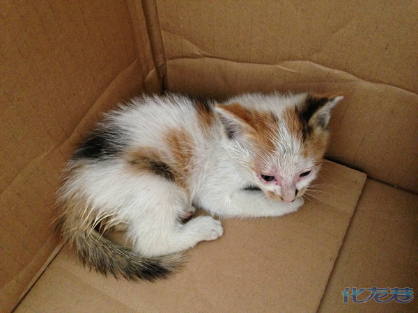 早上出门捡到的三花猫,好小好小,就好心人领养,速度!