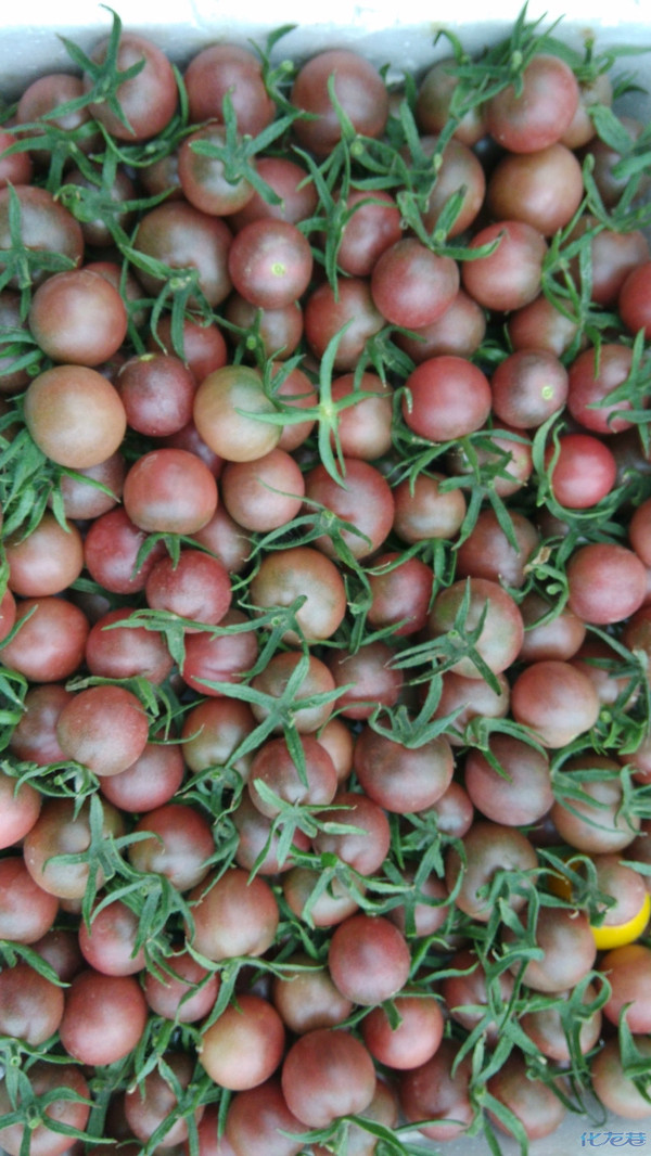 常州的吃货们,黑珍珠迷你小番茄上市啦!