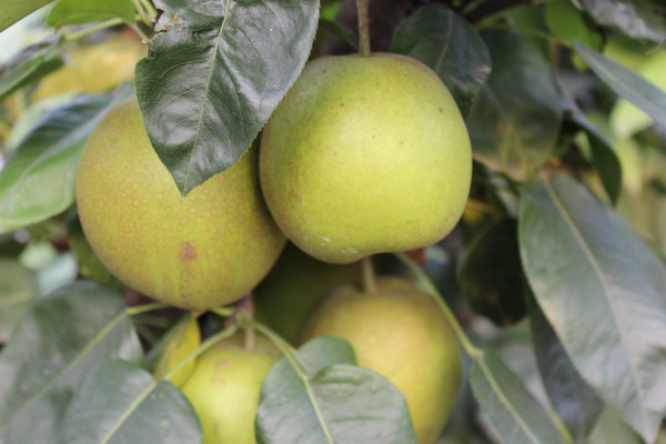 常州武进区郑陆镇焦溪蜜梨,皮薄肉白,汁多,个儿大,果肉还特别的细腻