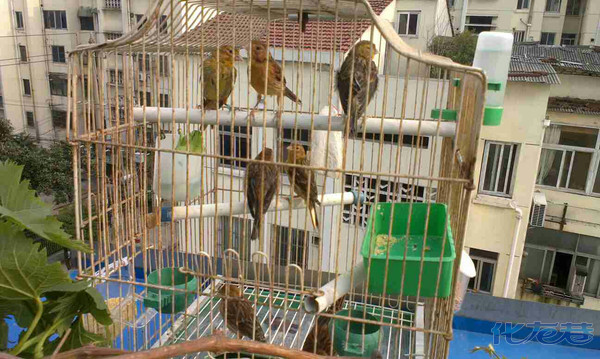 晒晒繁殖的芙蓉鸟 - 手机化龙巷