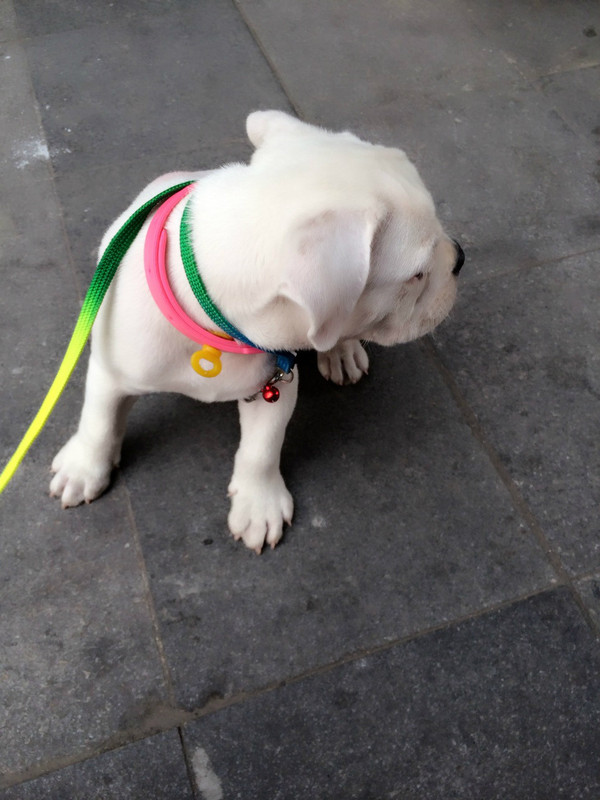 转让超级可爱纯白英国斗牛犬