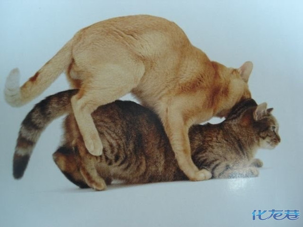 猫的求偶与交配,只有在心里生理都准备充分的时候,才会跟公猫交配