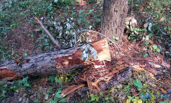报告溧阳森林警察大队:瓦屋山森林植被遭破坏,这都是受保护林区啊!