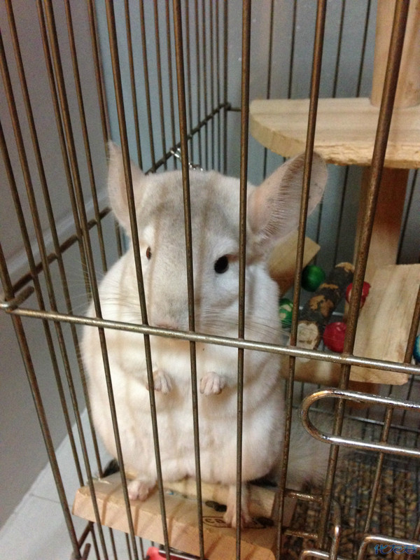 我家的龙猫秀个可爱,四个月大,是个银斑mm,猫妈猫爸可以来聊聊