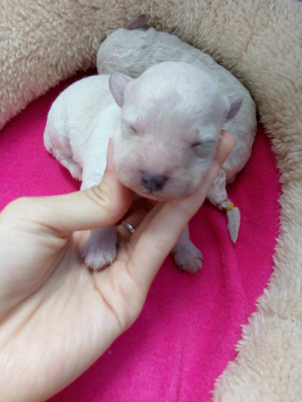 预订白泰迪宝宝~10月28号生的白泰迪,3公1母,喜欢的可以预订起来