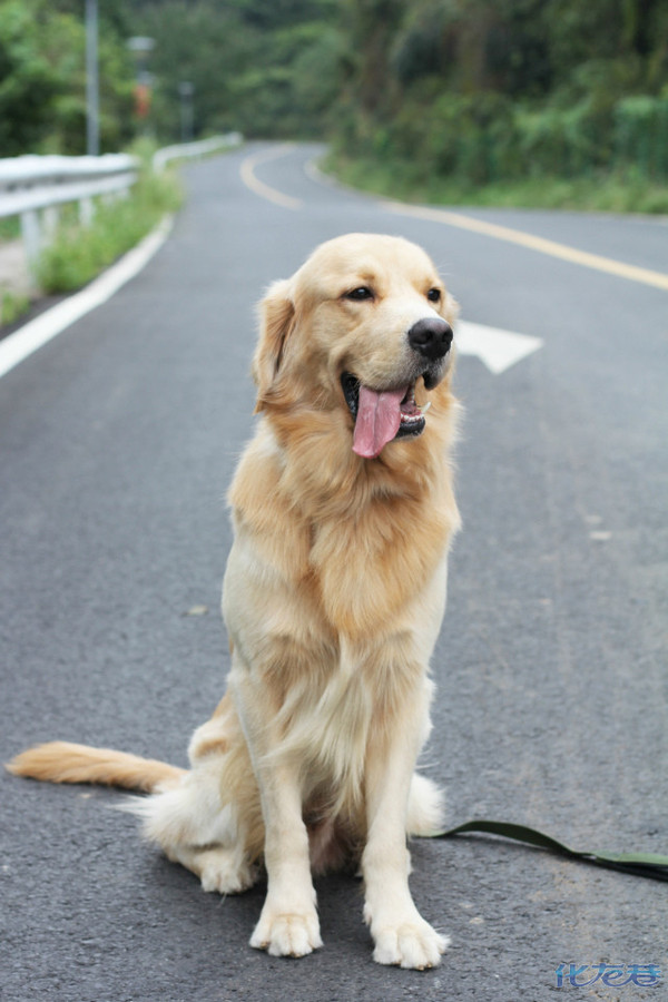 浅色金毛公的,两岁多了,来巷子寻找看看有没有合适的做做亲家的!