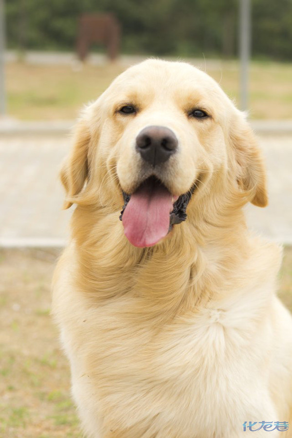 浅色金毛公的,两岁多了,来巷子寻找看看有没有合适的做做亲家的!