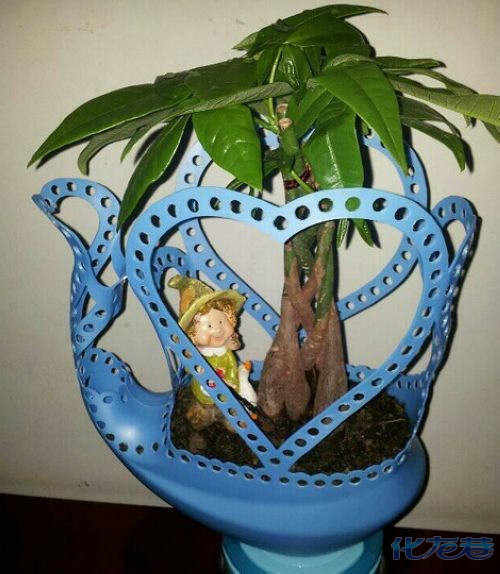 民间高手都用用完的洗衣液瓶做"花盆",不得不佩服现在高手都在民间啊!