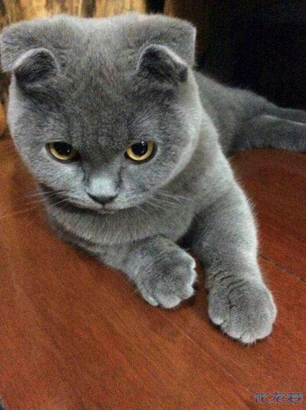 给我家折耳蓝猫妞妞8个月了,要物色一位帅气英俊健康的的立耳英短gg