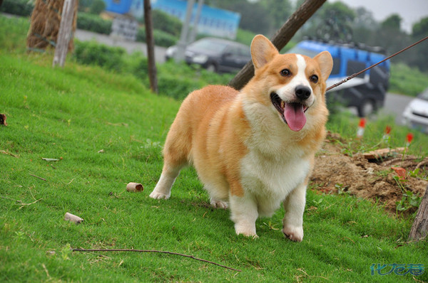 柯基公犬三色:大陆第一只世界登陆冠军柯基(蓝道)直子!