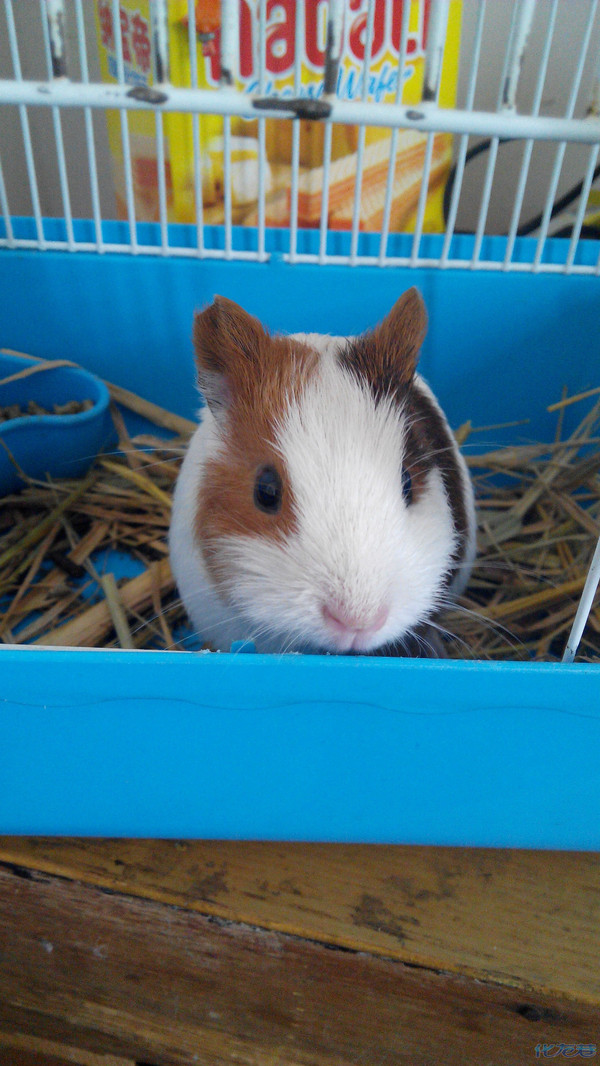 短顺豚鼠荷兰猪mm,已被领养