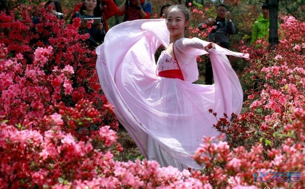 武汉古装女子杜鹃丛中起舞如天仙下凡,吸引不少游客争相拍照 (图)