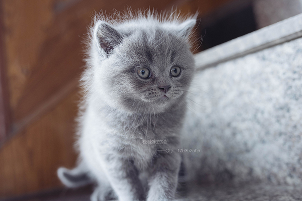 【英短蓝猫】纯种英短蓝喵求包养~小主,带我回家呗!