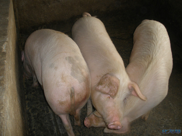 养猪三年,小有思考,不管你信不信,猪们依然如雨后春笋般地疯长着